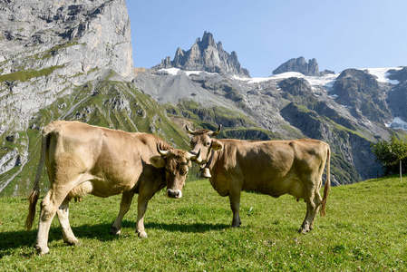 在瑞士阿尔卑斯山的恩格尔堡上空吃肉的棕色奶牛