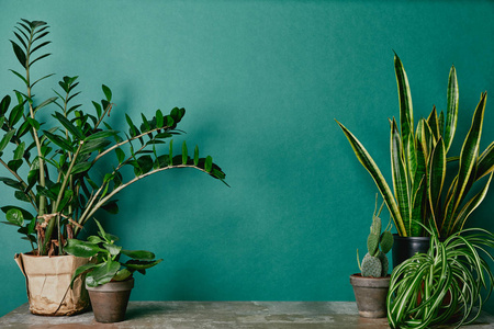 绿色背景生锈桌子上的不同植物