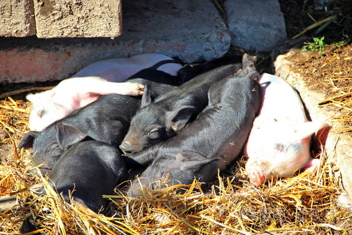 粉红小猪晒太阳睡觉. 有趣的猪. 小猪宝宝在院子里玩耍