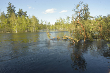 低矮的河岸松树橡树。 掉进水里的松树从水中看到。