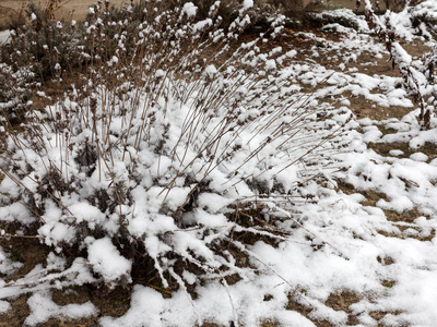 冬季景观。 植物的枝条上覆盖着雪。 覆盖着雪的灌木。 森林里的冬天早晨。 雪躺在树枝上。 圣诞气氛。