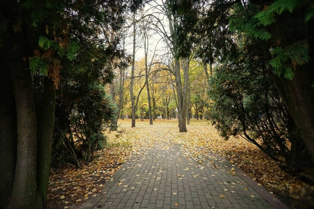 秋天，公园里的人行道穿过灌木丛中的拱门