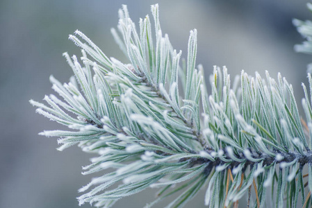 雪中的松枝。长满霜的松树。