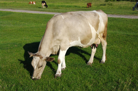 奶牛在绿色的草地上放牧
