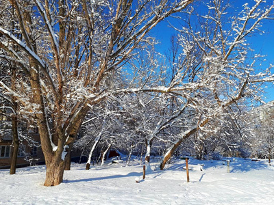 美丽的白雪覆盖的树木炫耀冬天的阳光冬天寒冷的风景