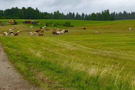 在田园牧歌式牧场放牧的自然环境中的牛群观
