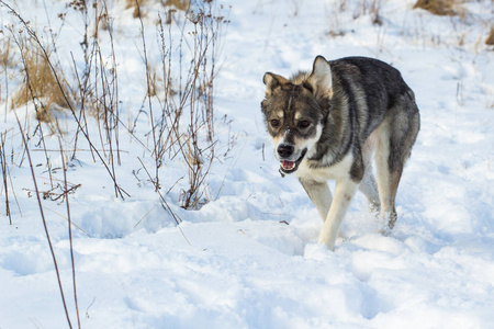 一只灰色的狗，就像一只小狼穿过雪地