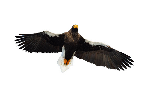 s sea eagle in flight isolated on white background. Scientific n