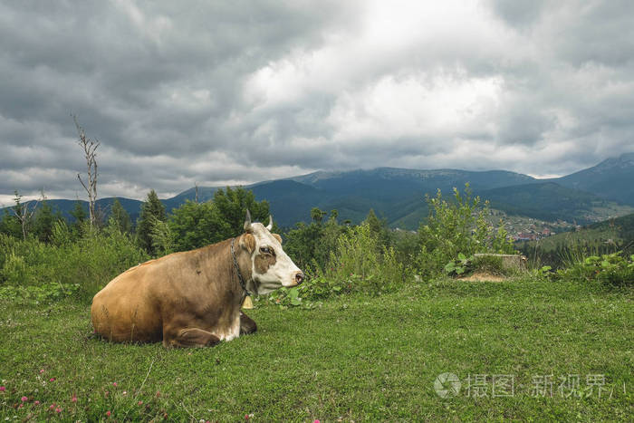 牛躺在高山上的一片高山草甸上
