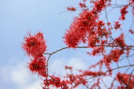 花心皮红特写镜头