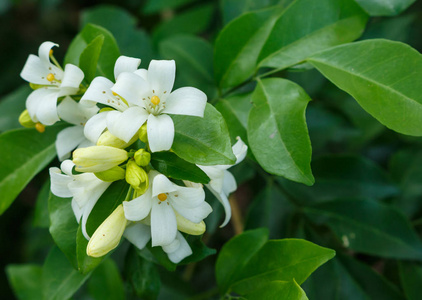 茉莉花自然在森林中