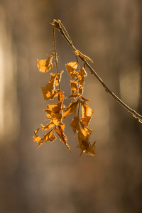 黄色的干叶靠近天然森林背景。 秋天的象征。 秋天木材的油漆。 最后一张传单留在树枝上。