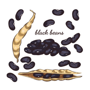 黑豆在白色背景上手绘草图。 豆类和豆荚插图为您的设计。