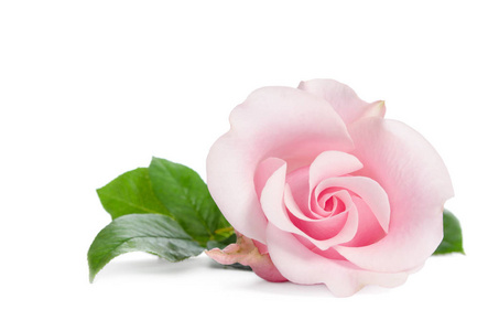 白色背景上分离的粉红色玫瑰单芽