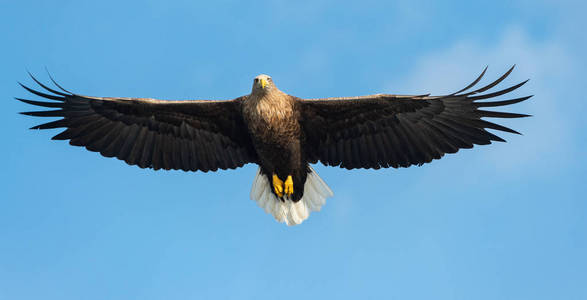 成年白尾鹰在蓝天背景下飞行。 科学名称白戟天，又称欧亚海鹰和白尾海鹰。