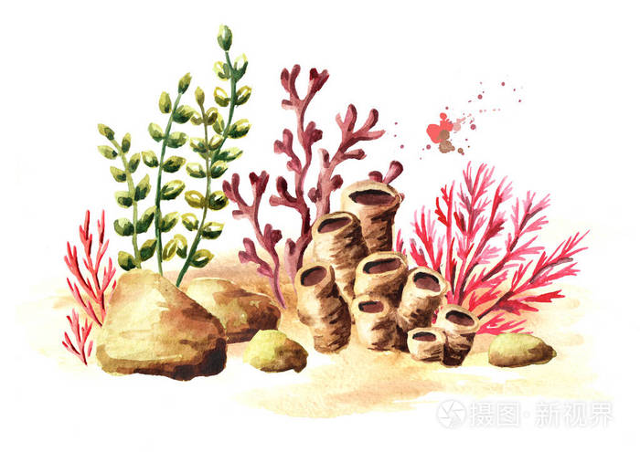 水下成分与珊瑚和藻类. 水彩画手绘插图分离白色背景