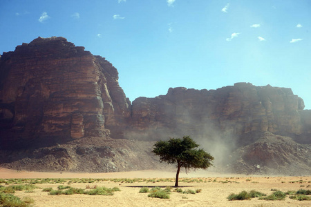 沃迪朗姆沙漠约旦寂寞树