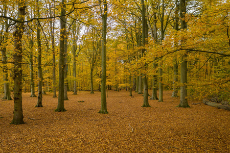 森林里的秋天颜色。