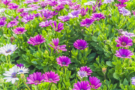 明亮花园里的紫色雏菊