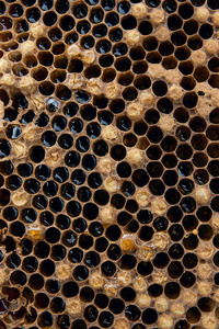 用甜蜜的蜂蜜近距离观察蜂巢。一片黄色蜂窝，在老式木制背景上加甜蜂蜜