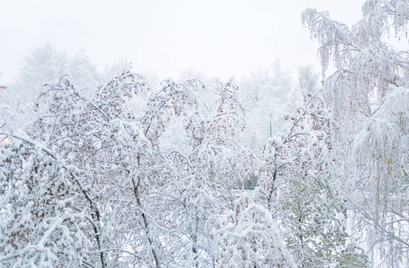 冬天公园里的树木，覆盖着白色蓬松的雪