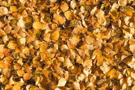黄色的叶子躺在地上背景上
