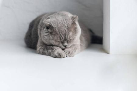 可爱的灰色苏格兰褶皱猫睡在窗台上
