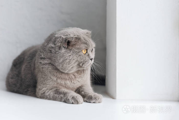 特写镜头,可爱的灰猫躺在窗台上,望着远处