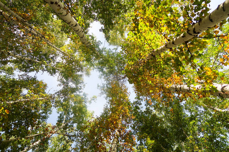 白桦林观天，秋日自然