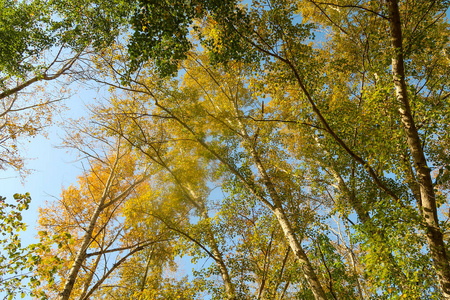 美丽的秋天森林景观自然图片