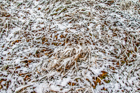 秋天在雪地里留下草