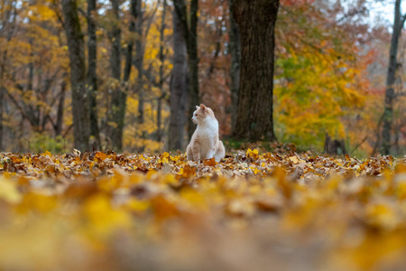 秋天，黄猫猫坐在树林里，被秋天的色彩包围着