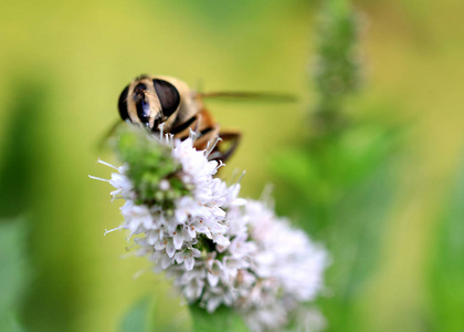 一只大型野生蜜蜂从花园的薄荷花中采集花蜜