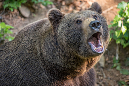 德国拜耶舍尔沃尔德国家公园棕熊肖像。