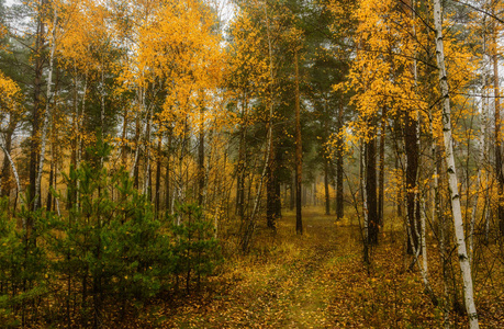 在秋天的森林里散步。 秋天的颜色。 秋天的雾。 忧郁。