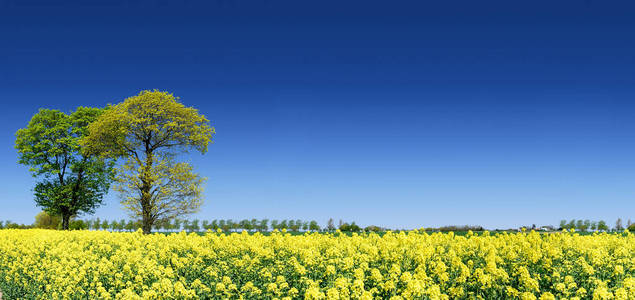 田园诗般的风景，油菜田中的孤独的树木，背景是蓝天