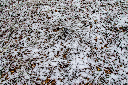 冬季第一雪桦林景观