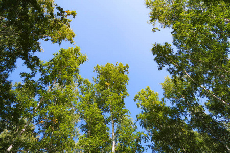 白桦林从下看天空