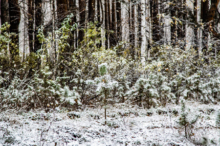 冬季第一雪桦林景观