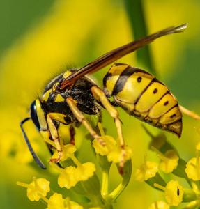 黄蜂靠近一朵黄色的花离焦