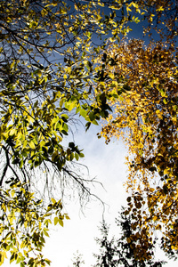 黄叶树对天空的看法秋天