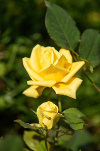 特写镜头美丽的花朵玫瑰自然