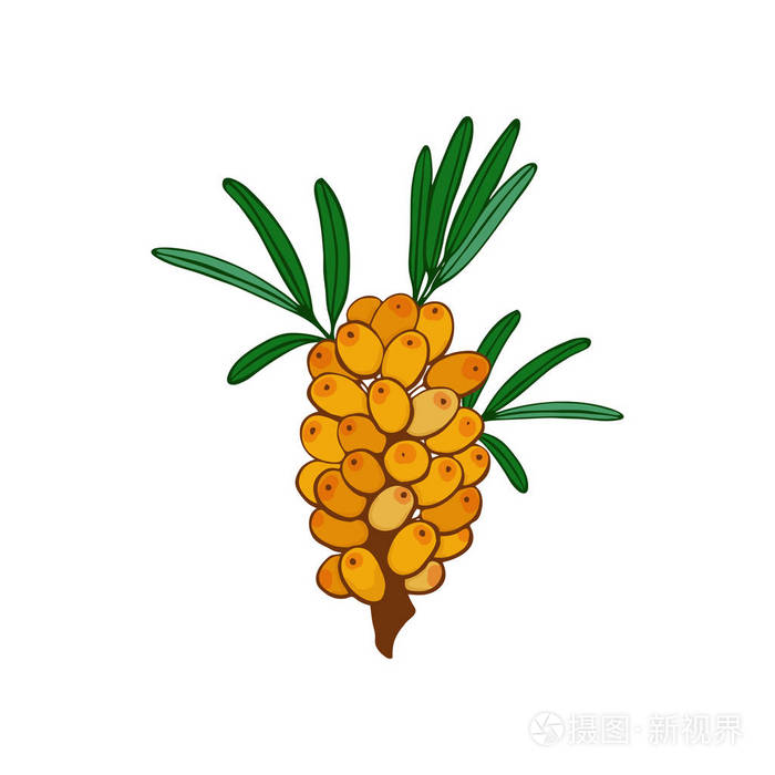 沙棘枝和集群.叶子和浆果