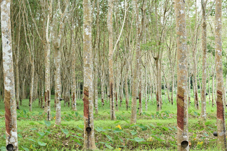 从橡胶树中提取的银河乳胶，泰国天然橡胶树的源头
