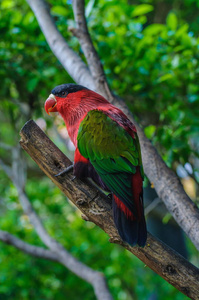 红绿色明亮鹦鹉在波多黎各，圣克鲁斯德特内里费，特内里费，加那利群岛。