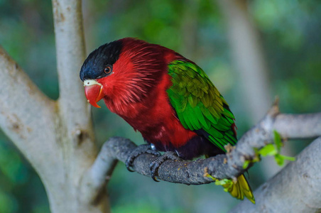 红绿色明亮鹦鹉在波多黎各，圣克鲁斯德特内里费，特内里费，加那利群岛。