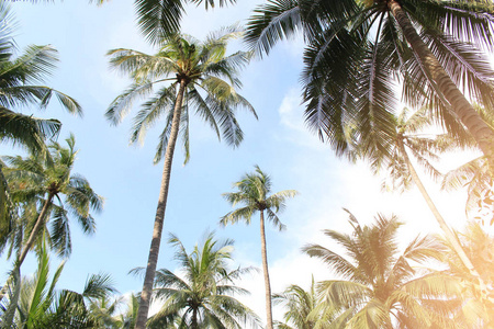 热带椰子棕榈树夏季背景