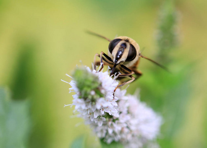 一只大型野生蜜蜂从花园的薄荷花中采集花蜜