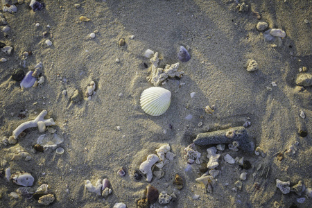 海滩上的贝壳