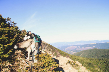 哈士奇狗去乌克兰喀尔巴阡山脉旅行。 山地旅行。 秋天的山和林。 阳光。